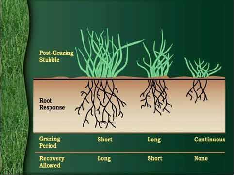 grass-diagram